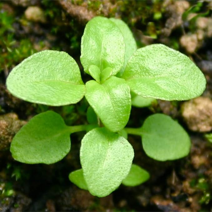 Seed Needs, Pennyroyal Mint Seeds - 1,000 Heirloom Seeds for Planting Mentha pulegium - Medicinal Herb Non-GMO & Untreated for Indoor/Outdoor Gardens (5 Packs)