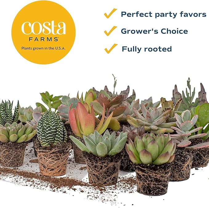 Costa Farms Succulents (100 Pack), Live Mini Succulent Plants, Grower's Choice Live Houseplants, Potted in Nursery Plant Pots, Potting Soil, Gift for Bulk Baby Shower, Bridal Shower, DIY Room Decor