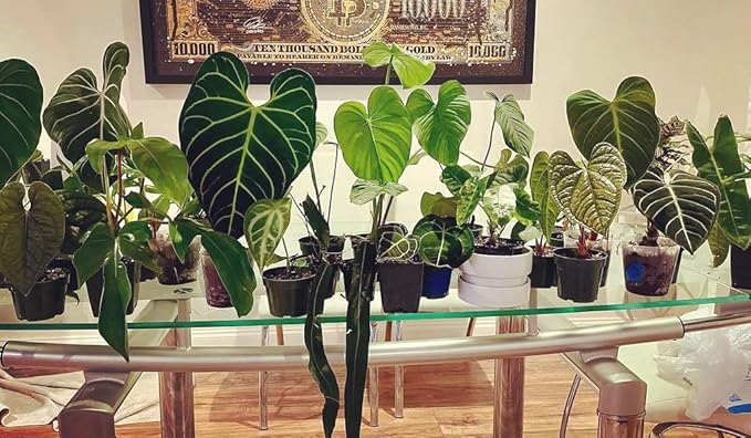 Premium Aroid Potting Mix - 5 Quart - Soil Free Blend for Aroids - Growing Medium for House Plant