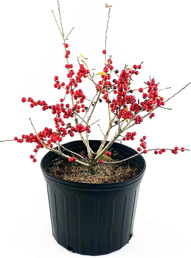 Ilex verticillata 'Red Sprite' (Winterberry) Shrub, XL red fruit, 3 - Size Container