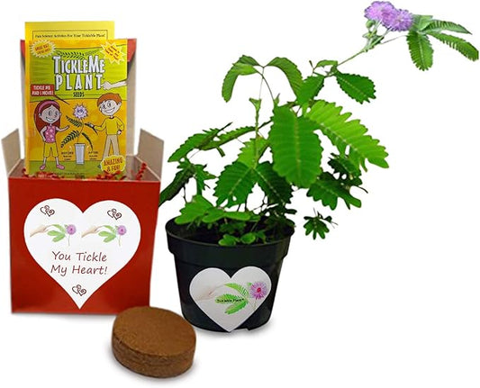Valentine's Day TickleMe Plant Gift Kit - You Tickle My Heart - Grow The Playful Plant That Closes its Leaves When Tickled or Kissed! Adult Plants can Produce Sparkling Pink Flowers. Complete kit.