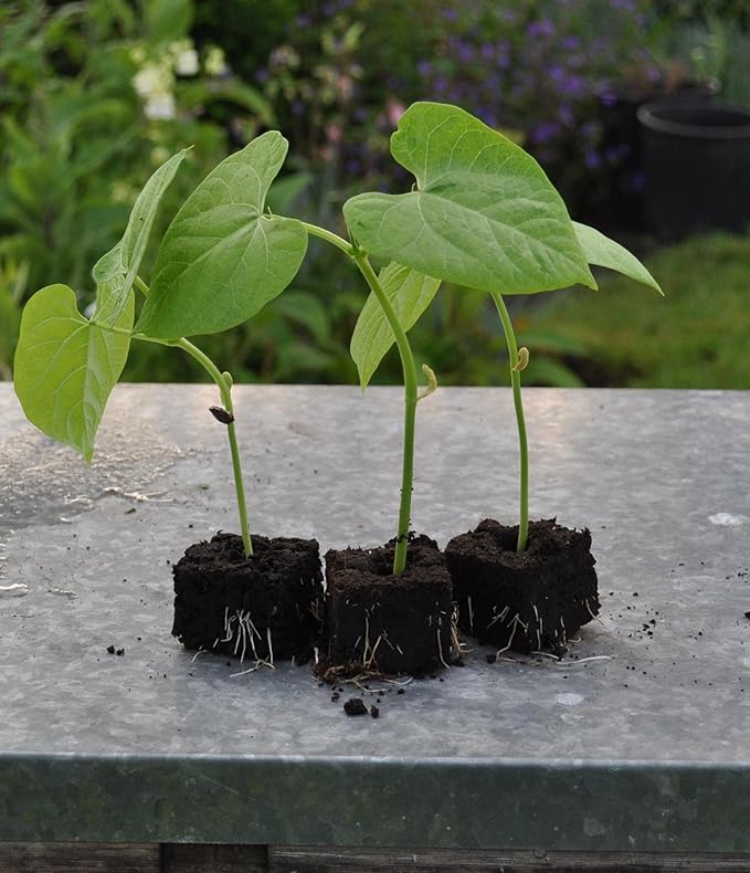 Ladbrooke Genuine Soil Block Maker - Mini 5 Hand Held, Made in England