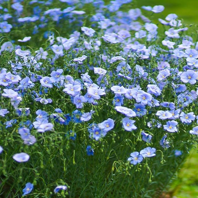 Outsidepride 5000 Seeds Perennial Blue Flax Flower Seeds for Planting