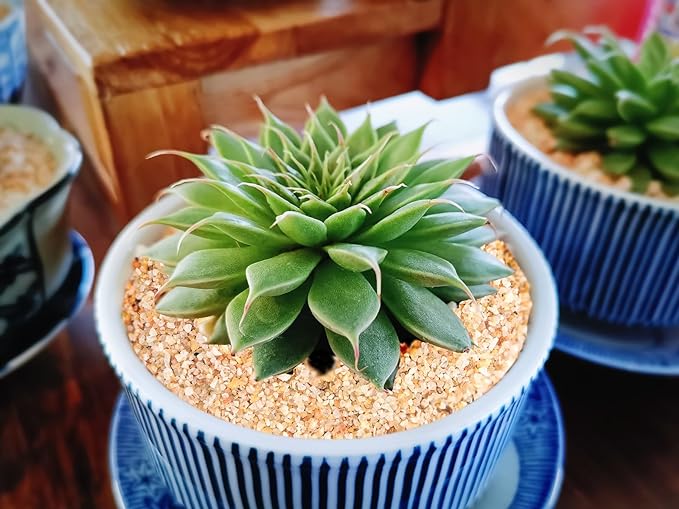 1-3mm Fine Silica Sand, Boniosz 5lb Horticultural Sand Potting Sand Soil for Plants, Aquariums, Fire Pits, Terrariums, Bonsai Succulent Cactus & Garden Sand Grit - Gardening Landscape Rocks