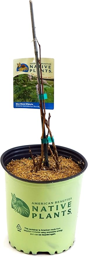 American Beauties Native Plants - Wisteria macro. 'Blue Moon' (Wisteria) Vine, deep blue-purple flowers, #2 - Size Container