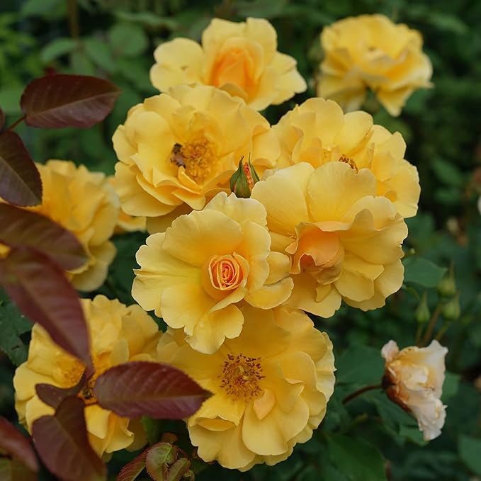 Proven Winners 2 Gallon Sunorita Rose