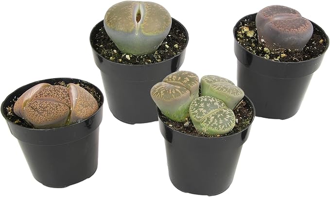 Altman Plants Giant Living Stones Succulents (4PK) XL Lithops Live Plants & Real Succulents, Pet Safe Plants & Live Succulent Plants, 2.5" Pots, Pet Friendly Plants, Live Plants in Succulent Soil Mix
