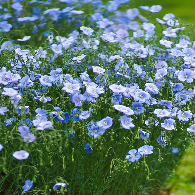 Outsidepride 1 lb. Perennial Blue Flax Flower Seeds for Planting