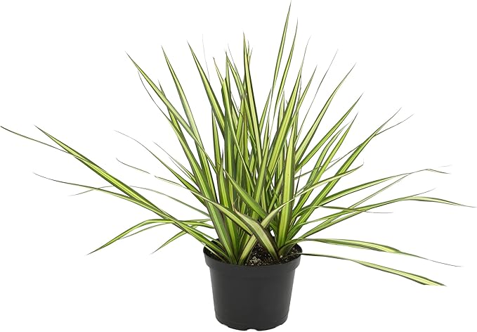 Sunray Dracaena Plant Live Dragon Tree in 6 inch Pot, Easy Plant Decor, Variegated Dracaena Marginata House Plant, Air Purifying Plant, Live Indoor Plant, Desk Plant & Office Plant by Plants for Pets