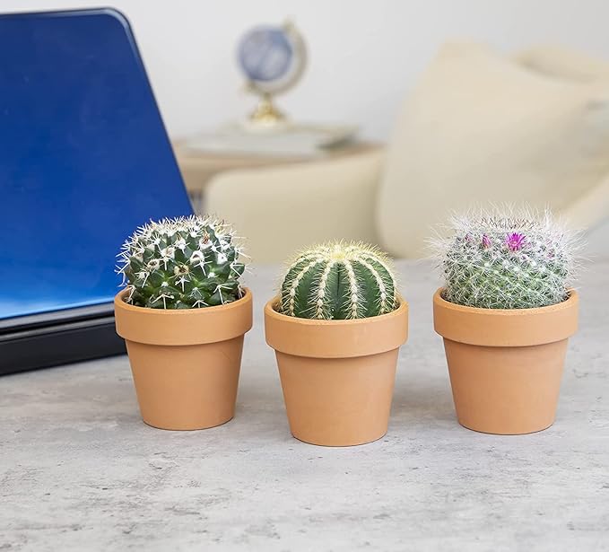 Cactus Plants Live in Clay Pots for Plants (3 PK), Live Cactus in Cactus Soil Potting Mix, Mini Cactus Succulents Plants Live Cacti, Cactus Live Succulents in Succulent Cactus Pot by Plants for Pets