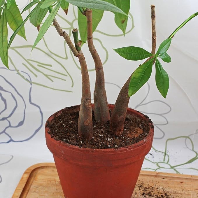 Organic Money Tree Soil Mix 10qt, Indoor Plants Potting Mix for All Potted Money Tree, Grow Healthy houseplants Indoors