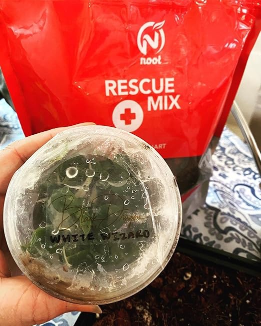 Noot Rooting Rescue Mix - 1 Quart - Coconut Chips Fibers Coco Coir Coarse Perlite - Root Rot Treatment - Rapid Roots for Propagation - Pre-Soaked & Ready to Use