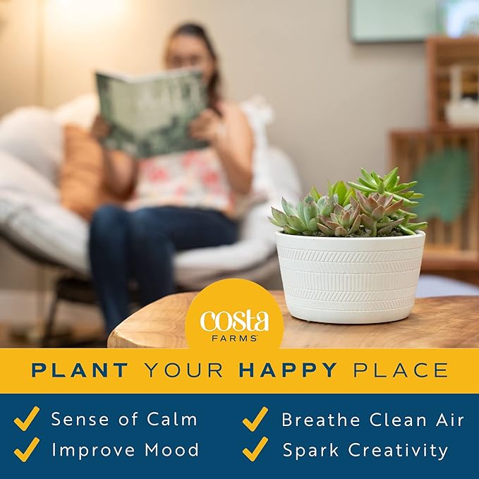 Costa Farms Live Succulent Garden Collection, Live Succulent Plants in Décor Pot, New House Plant Gift, Son, Room and Zen Garden Décor, 6-Inches Tall