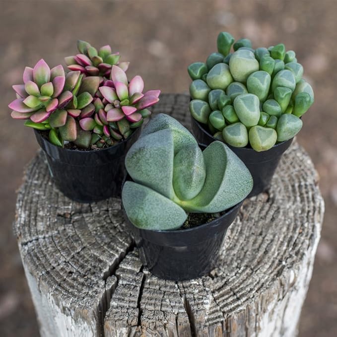 Assorted Succulents Mimicry Collection, 2.5" 8 Pack