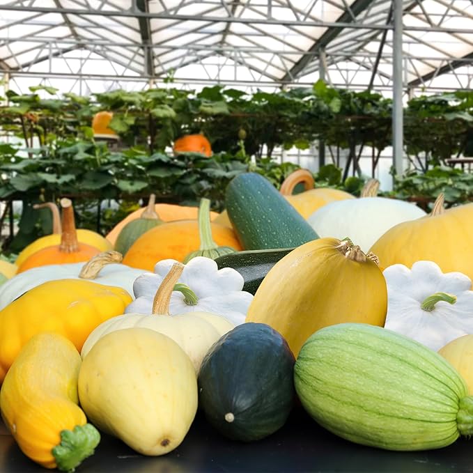 130+ Squash Seeds, 10 Varieties of Squash Vegetable Seeds for Garden Yard Outdoor Planting, Tasty Decorative Zucchini Pumpkin Seeds Gift Pack, Non-GMO Home Food Supply