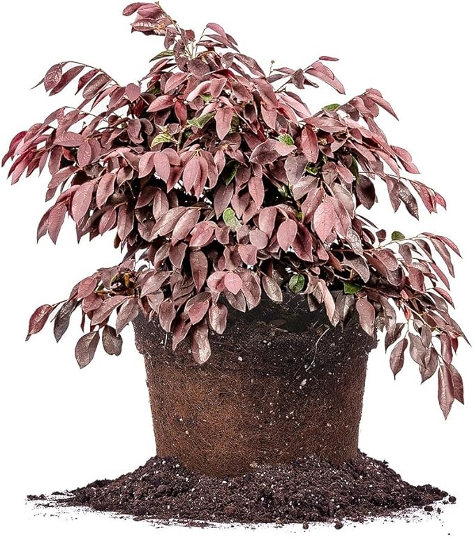 Zhuzhou LOROPETALUM - Size: 1 Gallon, Live Plant, Includes Special Blend Fertilizer & Planting Guide