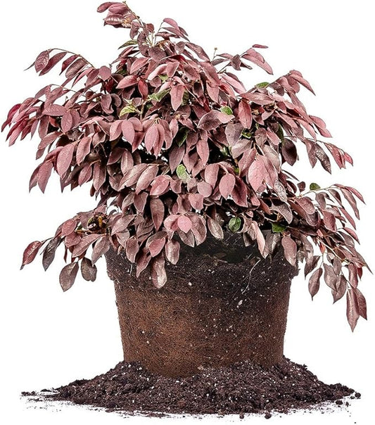 Zhuzhou LOROPETALUM - Size: 1 Gallon, Live Plant, Includes Special Blend Fertilizer & Planting Guide
