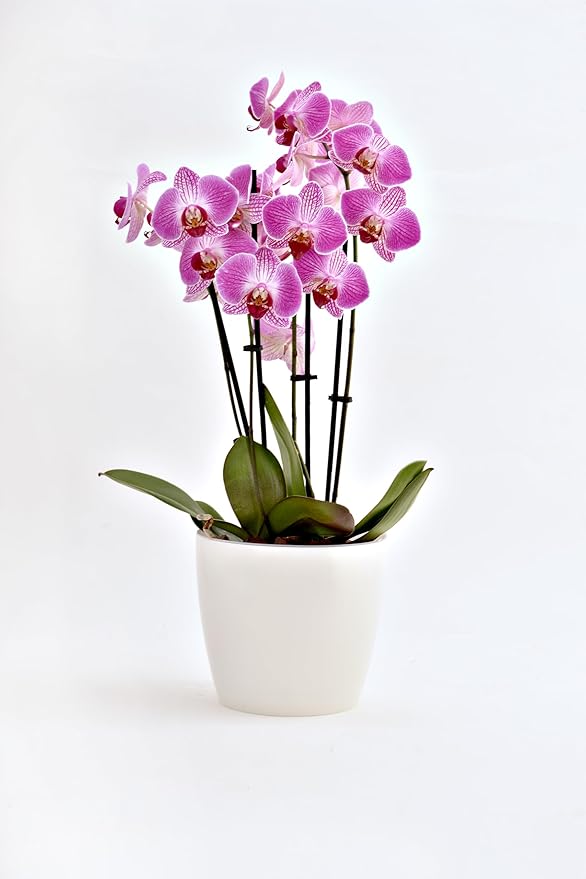 SMEREKA 6-Inch Orchid Pot Set with Drainage Holes - Inner and Outer Pots for Optimal Orchid Growth