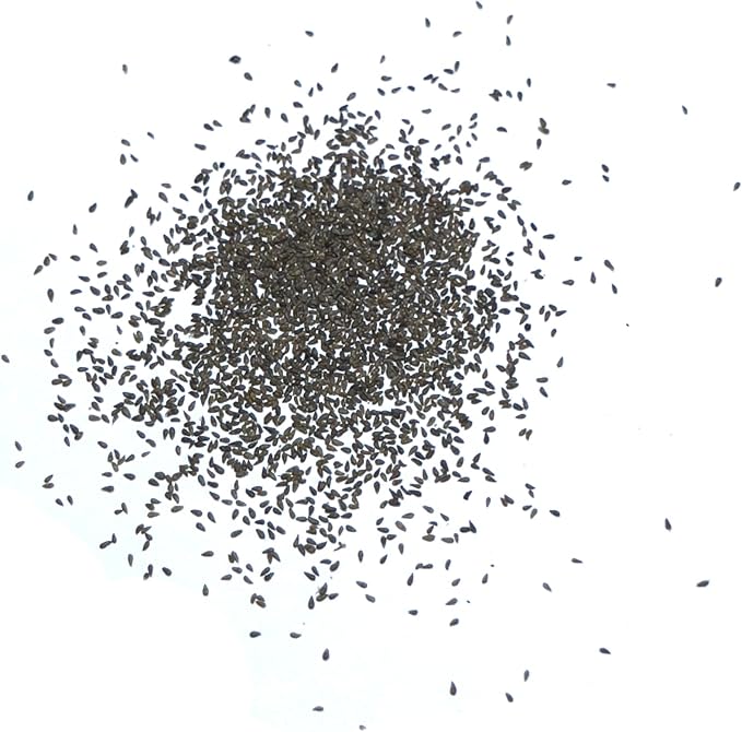 Seed Needs Wormwood Seeds for Planting - Non-GMO, Heirloom & Untreated Perennial Herb - Medicinal Herbs for Digestion & Gut Health (1 Pack)