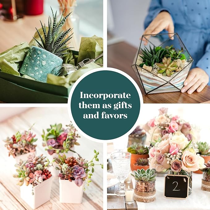 Shop Succulents Assorted Succulent Plant Pack Collection - Live Mini Succulent Plants, Low Maintenance, Mixture of Colors & Textures - Wedding and Party Favors, Gift & Garden, Pack of 6