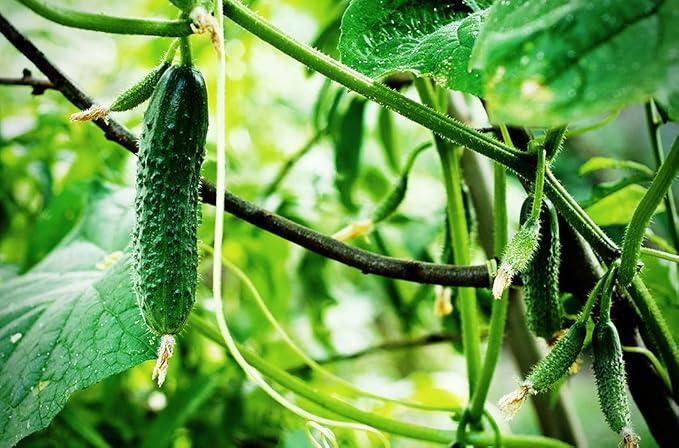 Seeds Vegetable Indoor Cucumber F1 Self-Pollinating All Seasons Vine Plant for Pickling - 10 Seeds