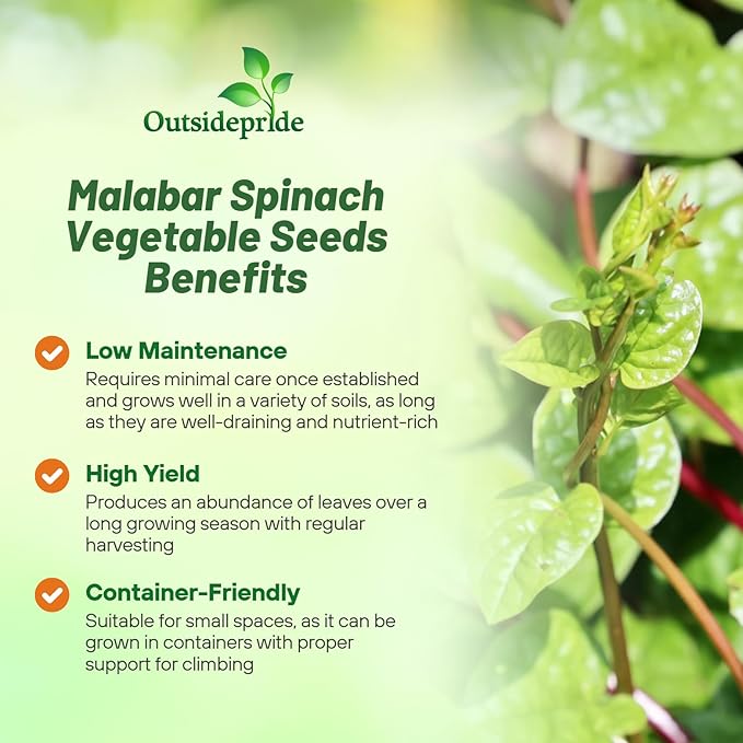 Outsidepride 200 Seeds Perennial Basella Rubra Malabar Spinach Herb Seeds for Planting