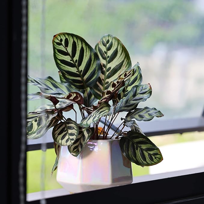 6 Inch + 4 Inch Ceramic Planter for Indoor Plants - Plant Pots with Drainage Hole - Modern Minimalist Flower Pot for Succulents and Herbs