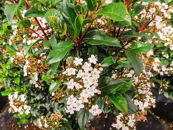 Spring Bouquet Viburnum - Size: 3 Gallon, Live Plant, Includes Special Blend Fertilizer & Planting Guide