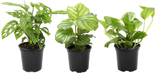 Essential Houseplant Collection (3PK) Live Plants Indoor Plants Live Houseplants in Plant Pots, Easy House Plants Indoors Live, Snake Plant, Pothos in Potting Soil, Clean Air Plants by Altman Plants