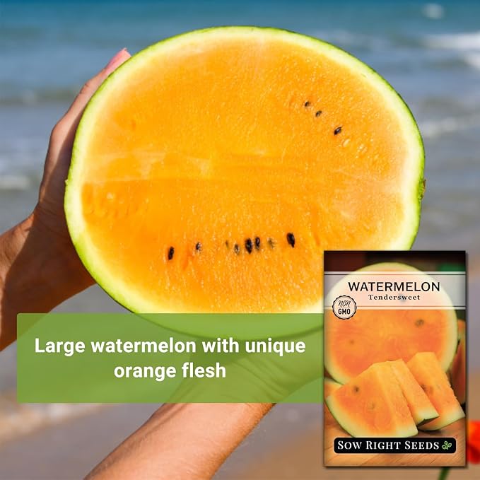Sow Right Seeds - Tendersweet Watermelon Seeds for Planting - Non-GMO Heirloom Seeds to Plant a Home Vegetable Garden - Unique Orange Flesh Melon - Sweet Summer Treat to Grow Outdoors (2)