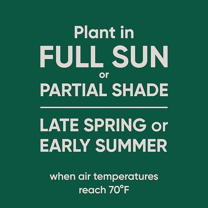 Scotts Pursue Dichondra with Natural Seed, Seeding for Decorative Areas, 1.5 lbs. (Pack of 2)