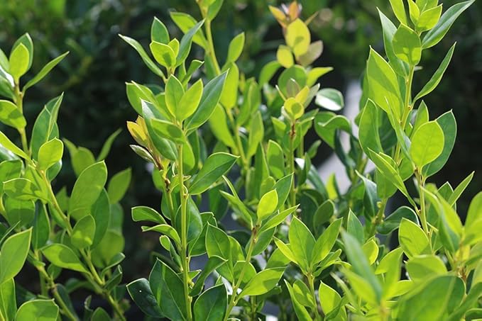 Needlepoint Holly - Size: 3 Gallon, Live Plant, Includes Special Blend Fertilizer & Planting Guide