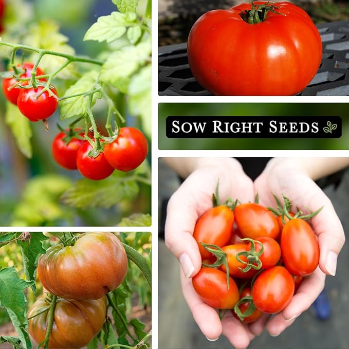 Sow Right Seeds - Classic Tomato Seed Collection for Planting - Cherokee Purple, Beefsteak, Large Red Cherry, Marglobe, and Roma Tomatoes - Non-GMO Heirloom Varieties Plant a Home Vegetable Garden