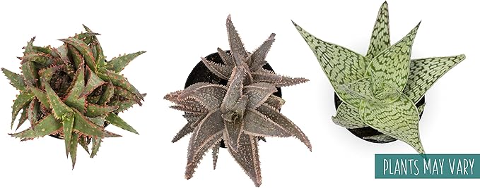 Live Aloe Plant Succulents (3 Pack), Succulents Plants Live in Potting Soil, Potted Succulents Live Plants, Star Aloe Plants Live in Cacti Pots, Cactus Plants Live Succulent Plants by Plants for Pets