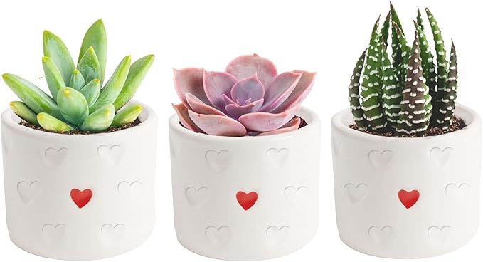 Costa Farms Succulent Plants (Pack of 3), Live Indoor Plant Mini Succulent in Cute Decor Plant Pot, Potting Soil Mix, Grower's Choice, Valentine's Day Gift, Valentine Decor, Room Decor, 2-Inches Tall