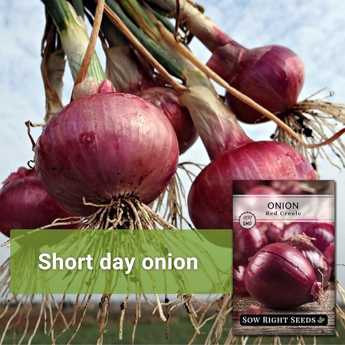 Sow Right Seeds - Red Creole Onion Seeds for Planting - Non-GMO Heirloom Packet with Instructions to Plant a Home Vegetable Garden - Grow Classic Purple Onions, Essential for Cooking (4)