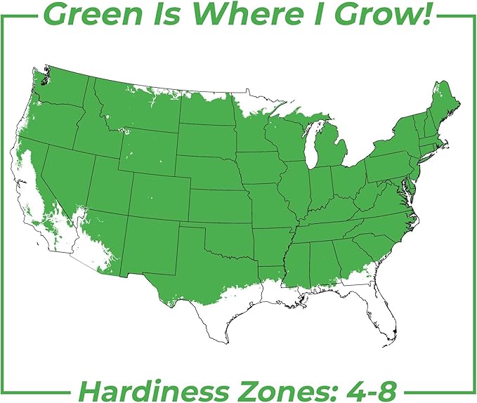 Jane Magnolia in 3 Gal. Grower's Pot | Beautiful Purple Early Spring Blooms | Easy Care | Dwarf Growth Habit