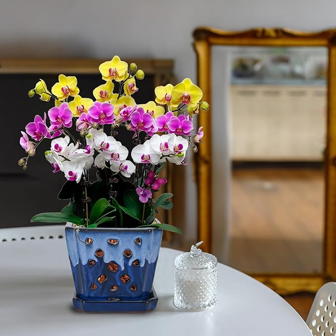 W&W Orchid Pot with Holes and Saucer for Repotting and Better Grow, White and Blue, 7 Inches