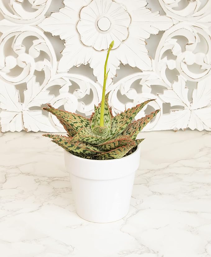 Live Aloe Plant Succulents, Star Aloe Plants Live with White Planter, Succulents Plants Live in Potting Soil Mix, Potted Succulents Live Plants, Cactus Plants Live Succulent Plants by Plants for Pets