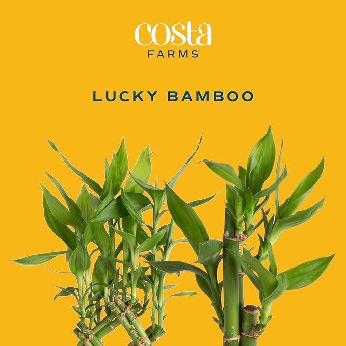 Costa Farms Lucky Bamboo Plant, Easy to Grow Live Indoor Houseplant in Ceramic Planter Pot, 12-Inches Tall| Valentines Day Gift | Valentines Day Decoration