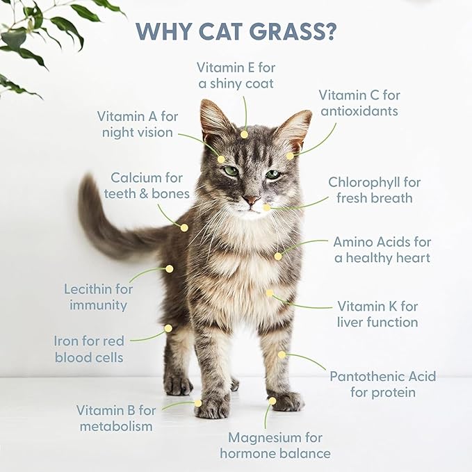 Cat Grass Growing Kit -Organic Seed, Soil and BPA Free containers (Non GMO). All of Our Seed is Locally sourced! (1 Pack)