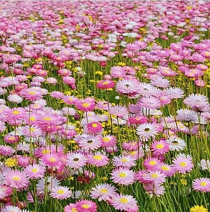 Paper Daisy Seeds - Helipterum Roseum - Approximately 1000 Seeds