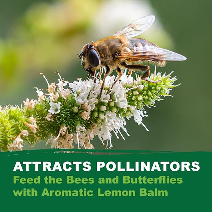 TKE Farms & Gardens - Lemon Balm Seeds for Planting, 250Mg, 300+ Heirloom, Non-GMO Seeds, Instructions Included to Grow This Fragrant Medicinal Herb, Melissa officinalis, Qty 1