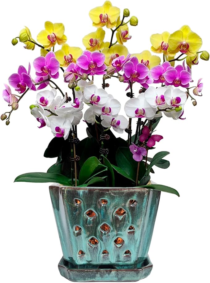 W&W Orchid Pot with Holes and Saucer for Repotting, Green Mix,7 Inches