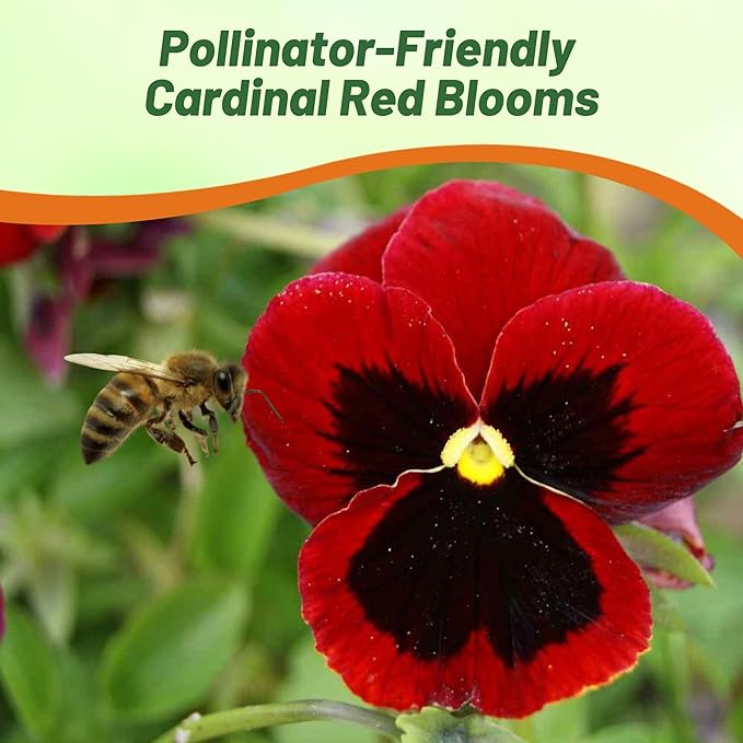 Outsidepride 1000 Seeds Viola Pansy Red Alpenglow Flower Seeds for Planting