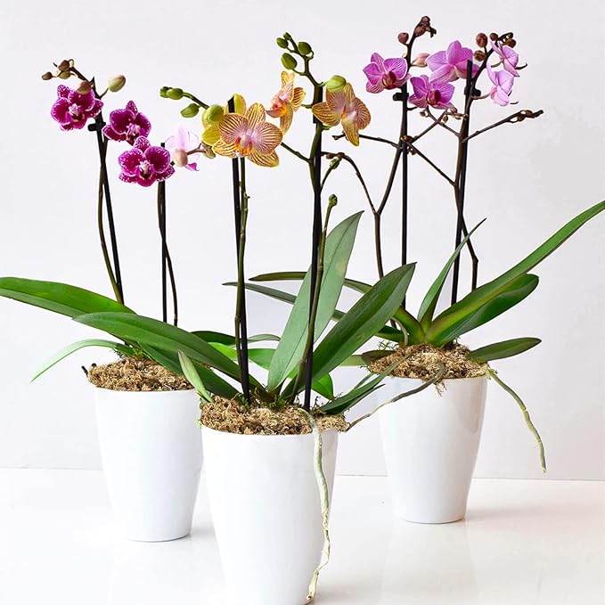 Sukh 20oz Sphagnum Moss for Plants - Sphagnum Peat Moss Natural Long Fibered Dried Moss Potting for Orchids Succulent Carnivorous Potted Plant Reptiles Medium Sarracenia DIY Moss Terrarium Decorations