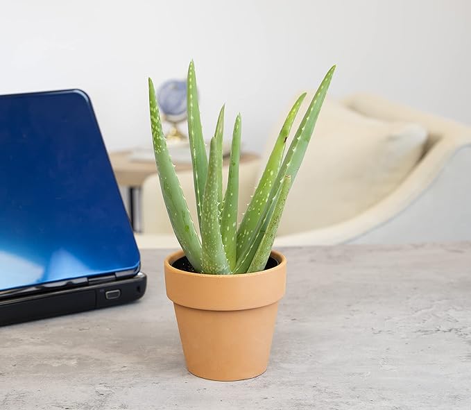 Aloe Vera Plant Live Succulent Plants, Live Aloe Plant in Clay Pot, Live Aloe Vera Plant Succulents, Aloe Plants Live Indoor Plants, Live Aloe Vera Plant Indoor House Plants by Plants for Pets