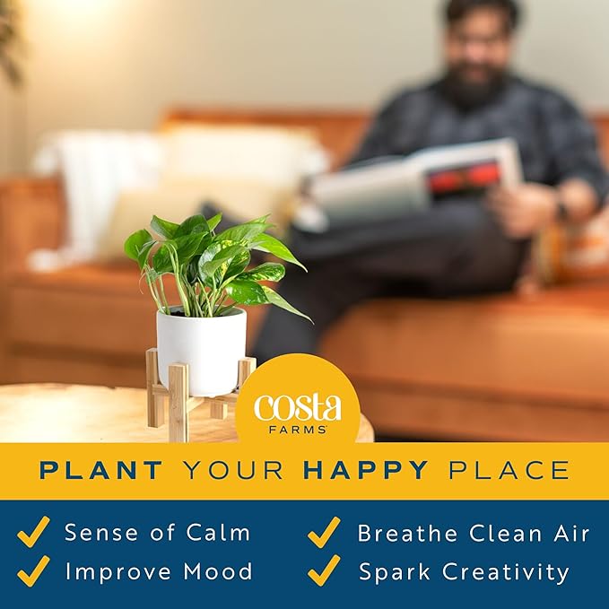 Costa Farms Live Pothos Plant, Easy to Grow Vining Houseplant in Cute Décor Planter, Housewarming Gift, Room Decor, 10-12 Inches Tall | Valentines Day Gift | Valentines Day Decoration