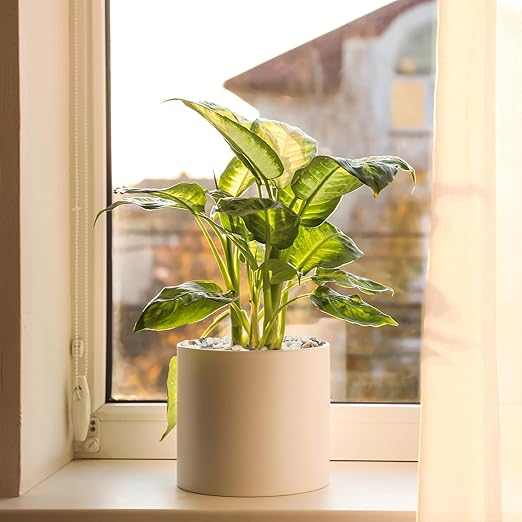 2.5 lbs Pebbles for Indoor Plants, 1/5 Inch Natural Decorative Gravel for Vases, Aquariums, Terrarium, Fish Tank, Drainage Rocks for Potted Plants, Bamboo, Succulent, Crafts, Cactus