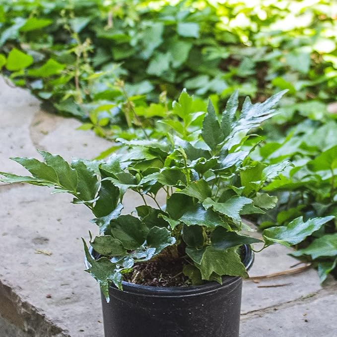 Holly Fern Plants Live Houseplants, Ferns Live Plants Indoor Plants Live Houseplants, Live Fern Plant Low Light House Plants Indoors Live Outdoor Plants and Flowers, House Plant by Plants for Pets